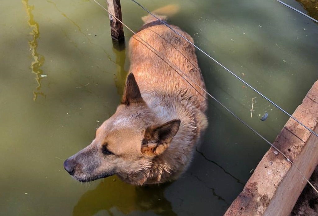 Tem problema deixar o cachorro entrar no bebedouro de água do gado?