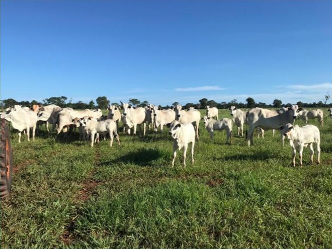 Fazenda usa estratégia nutricional para buscar quase 80% de prenhez em primíparas