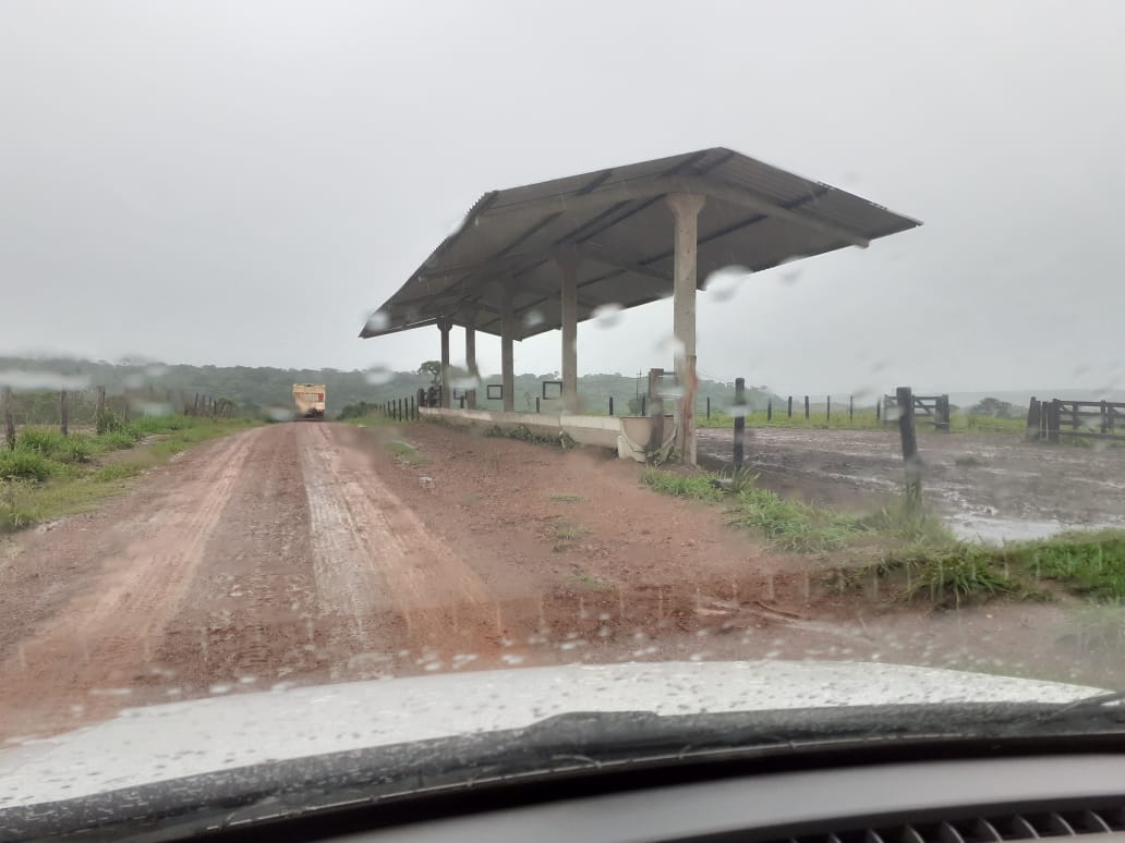 Fazenda referência de sucessão em RO aproveita lavoura para engordar bois