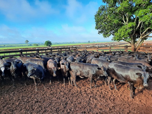 Sequência ao legado do pioneiro Garon Maia em Rondônia e mais lotes de destaque em 17/12/2020