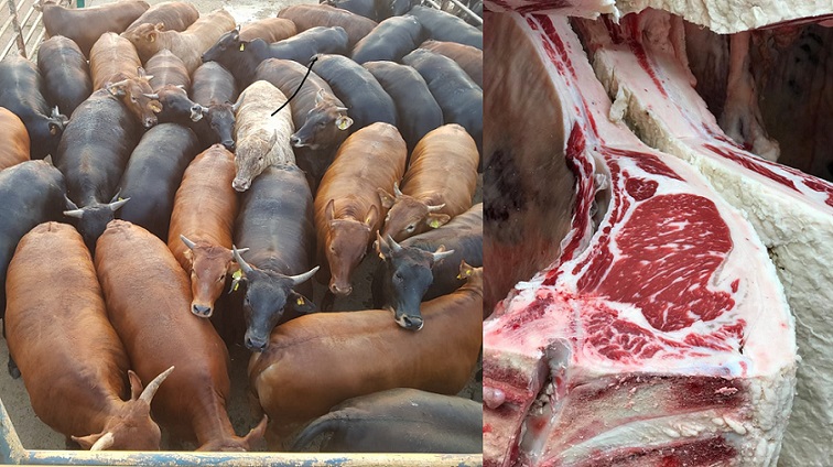 Novilhas Angus abatidas com 22,2@ e mais lotes em destaque de 15/12/2020