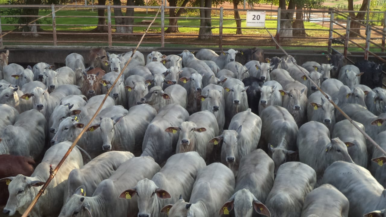 “Presente” do pecuarista do MT para o consumidor de carne e os lotes de 07/12/2020