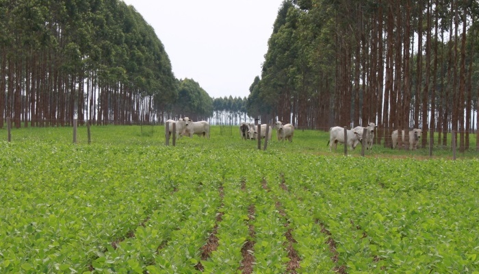 Área total com sistemas integrados no Brasil salta para 17 milhões de hectares