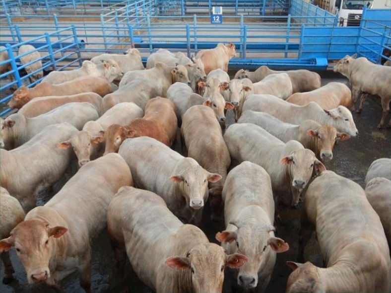 Boiada Canchim de quase 23@ para encher os olhos: veja os lotes de 11/01/2021