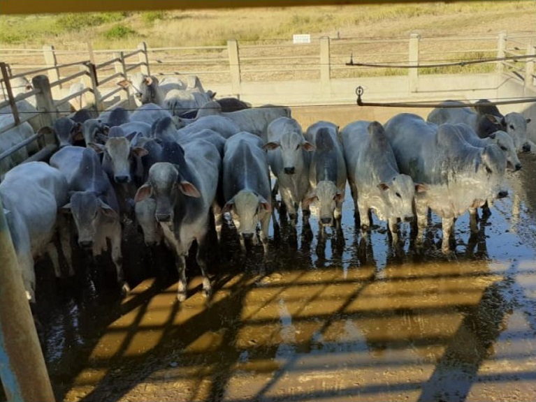 Na Bahia, boiada 100% a pasto chega às 23,3@; veja os lotes de 12/01/2021