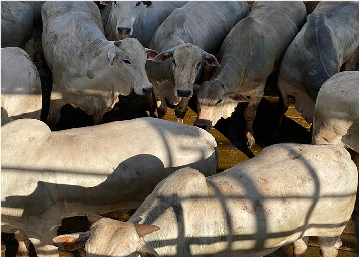 Bois Nelore castrados semiconfinados alcançam 23,5@; veja lotes de 13/01/2021