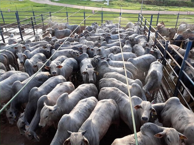 Boiada Nelore pesada e precoce do Vale do Guaporé e os lotes de 27/01/2021