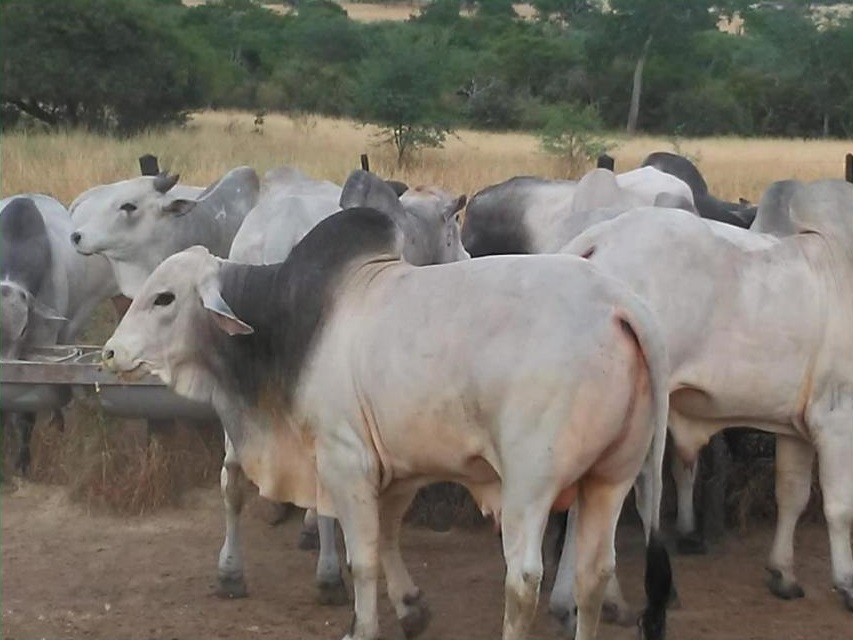 No semiárido da Bahia, pecuarista produz bois Nelore precoces com mais de 22@