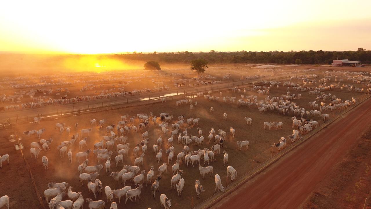 Lotes engordados em boiteis ganharam média de 9@ em até 110 dias em 2020