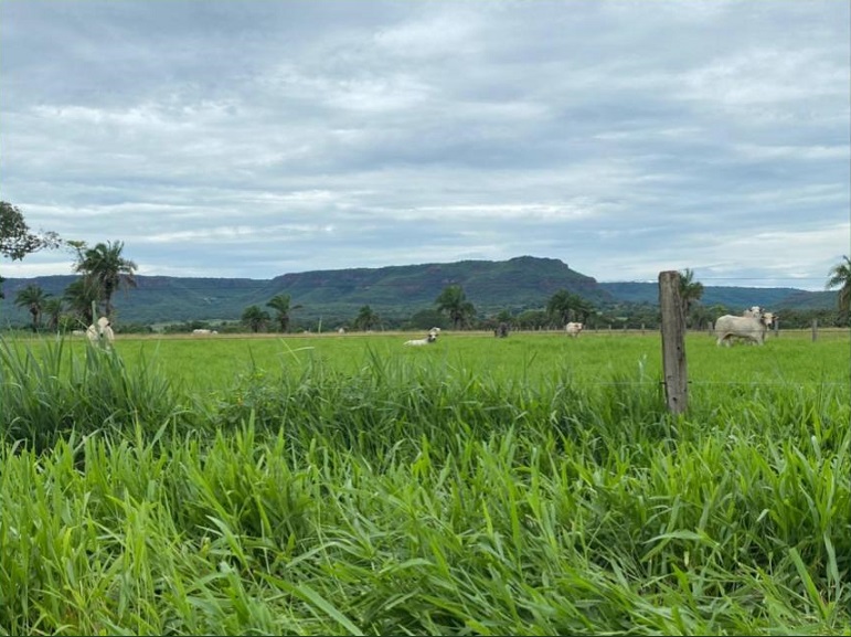 Uma das mais bonitas da região: veja visita à Fazenda Tarumã, em Pedra Preta-MT