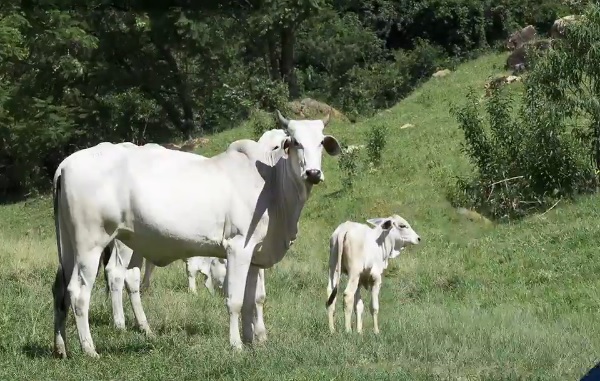 Suplementar vaca com ácidos graxos essenciais pode aumentar prenhez em até 12%