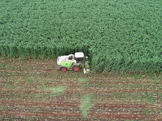 Como fazer o manejo certo do sorgo gigante boliviano para produzir silagem?