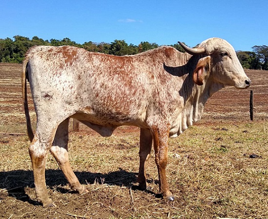 Que touro é indicado para tirar bezerros de corte de vacas ¾ Gir?