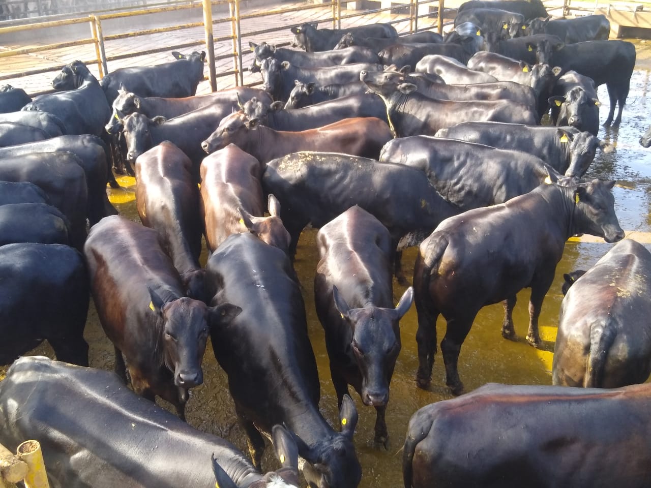 Novilhas Angus semiconfinadas superam as 16@; veja os lotes de 14/01/2021