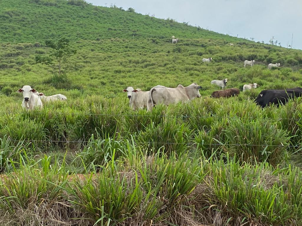 Pecuarista vence batalha contra lobeira e pata-de-vaca e limpa o pasto no PA