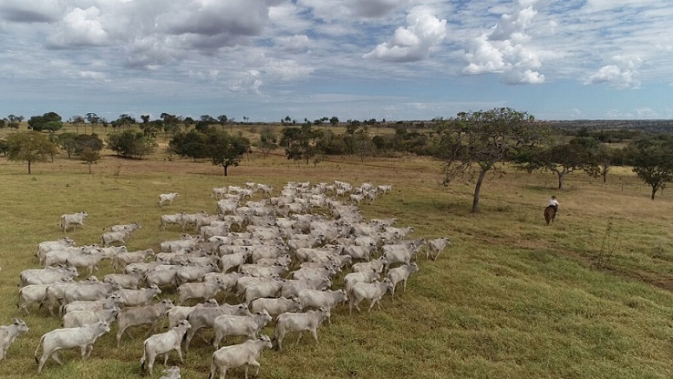 Em MT, fazendas do Araguaia reforçam garantia de origem da carne bovina