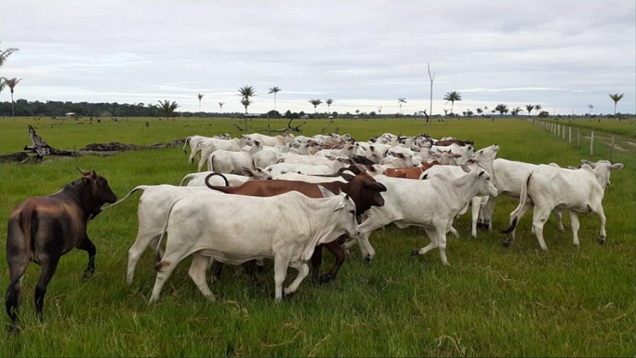 Produtor usa divisão de pasto e suplementação para engordar novilhas precoces em RO