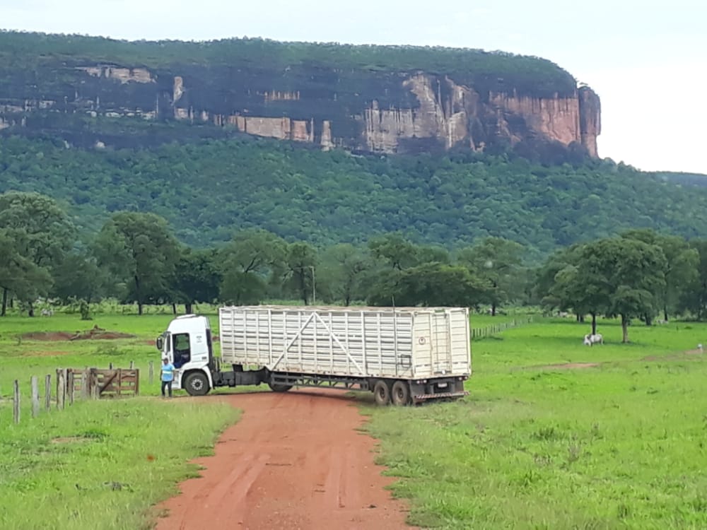 Confira locais perto de Confresa com atoleiros que dificultam transporte do gado