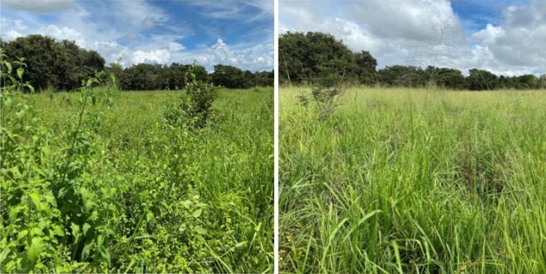 Se não limpar o pasto, adubação ajuda mais a planta daninha do que o capim