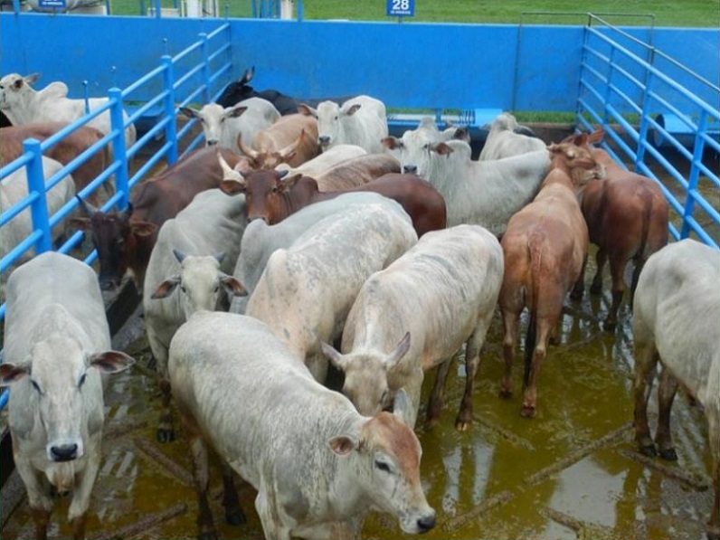 Boi verde em MS: animais castrados terminados a pasto passam das 19@