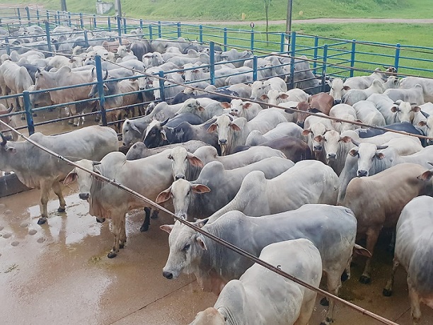 Boi verde produzido às margens do Araguaia no Pará passa de 21@ de média