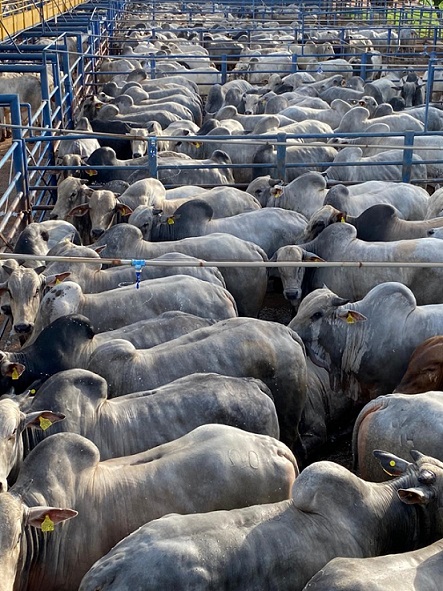 “Não tinha mais espaço na carcaça”: bois confinados de 24,3@ e os lotes de 24/02/2021