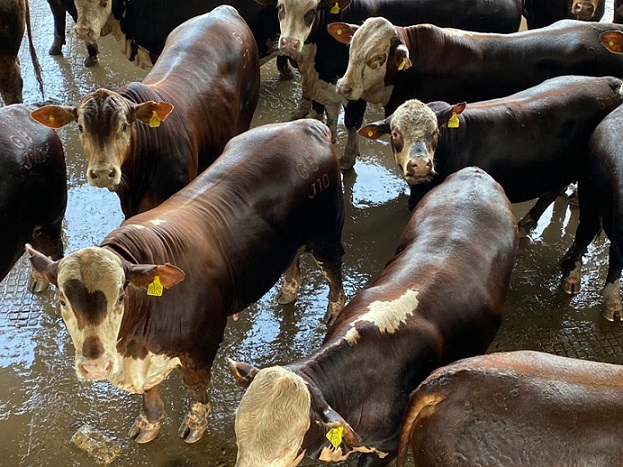 Boiada Hereford de 19@ aos 18 meses e mais lotes em destaque de 01/02/2021