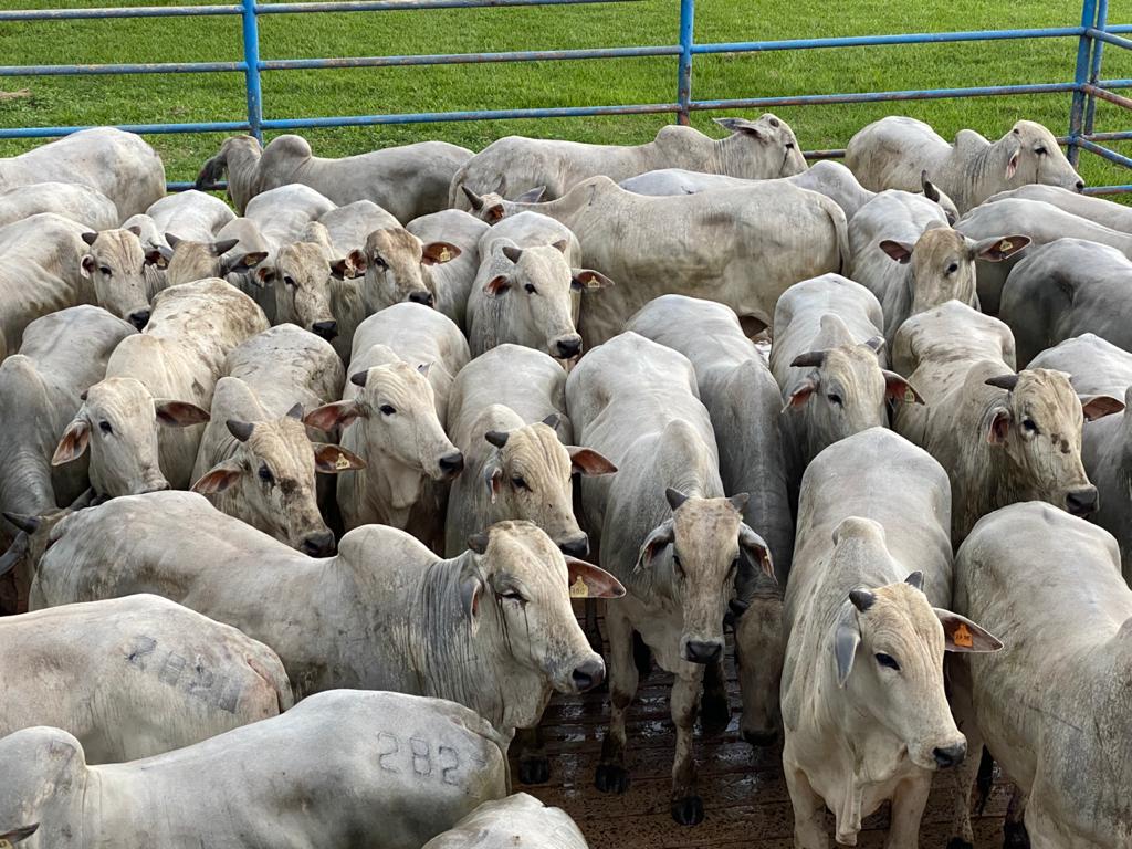 Boiada castrada “batoquinha” de 19,5@ e os lotes de destaque em 11/02/2021