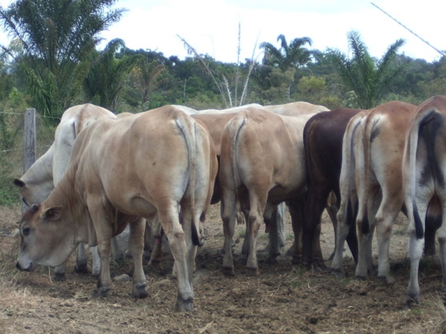 Qual a melhor raça para cruzar com Nelore em SP: Angus ou Senepol?