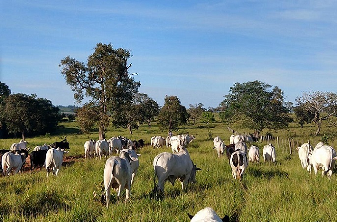 Gerenciar fazenda sem números é “dirigir de olhos vendados”, diz pecuarista