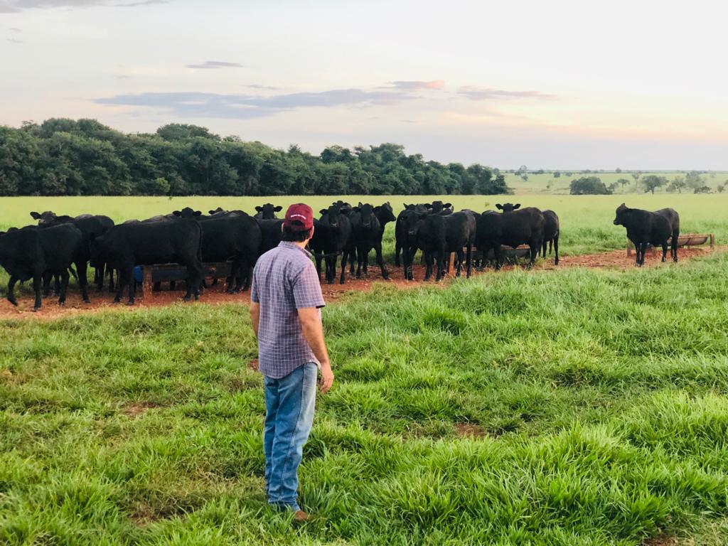 Fazenda de MS alcança GMD de 730g na seca com ajuda de programa de gestão