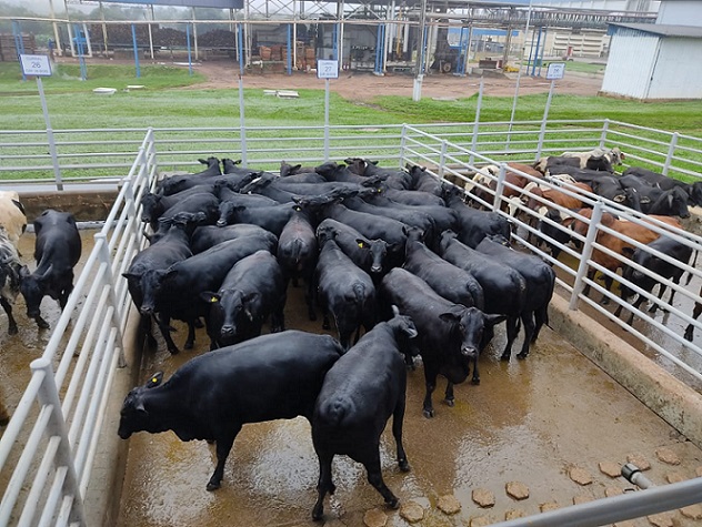 Não fica só no visual: novilhas Angus de 19,1@ provam qualidade no romaneio