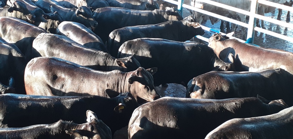 Suplementadas desde a desmama, novilhas Angus atingem 19@ de média em SP