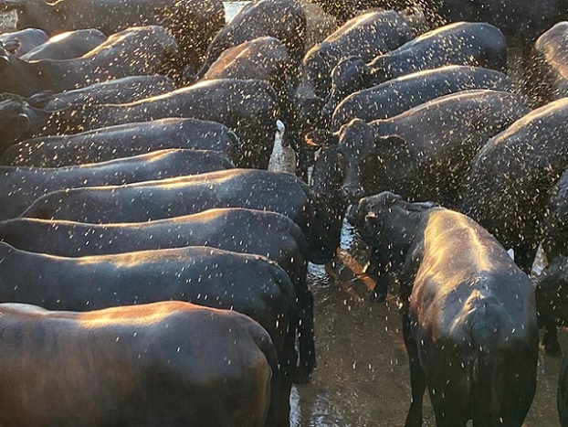 Nem precisa esforço pra foto ficar boa: veja lote de novilhas Angus de 15,5@