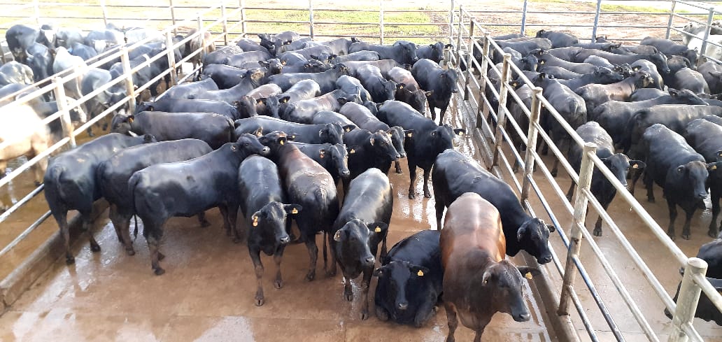 Novilhas Angus precoces de 20@ no Protocolo 1953 e mais lotes de 22/02/2021