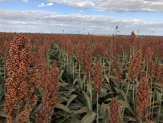 Como beneficiar o sorgo para substituir milho e soja na dieta do gado de corte?