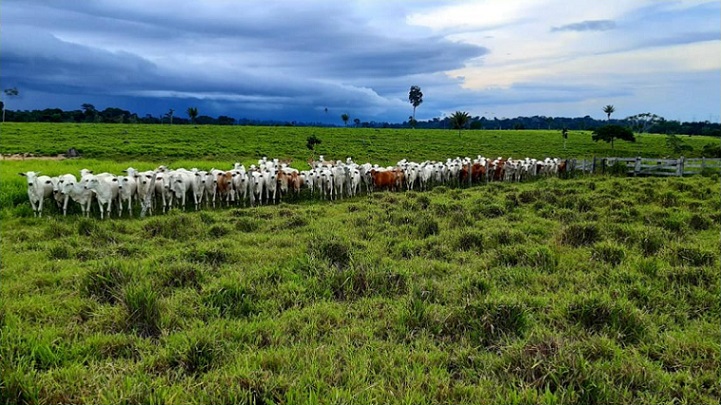 No nortão mato-grossense, fazenda colhe resultados do uso intensivo da terra