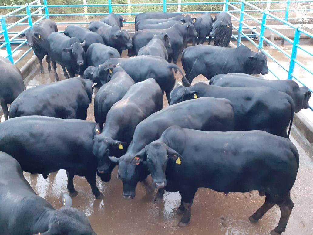 Pecuarista conta como fez para lucrar com engorda de bois Angus dentes de leite de 25@