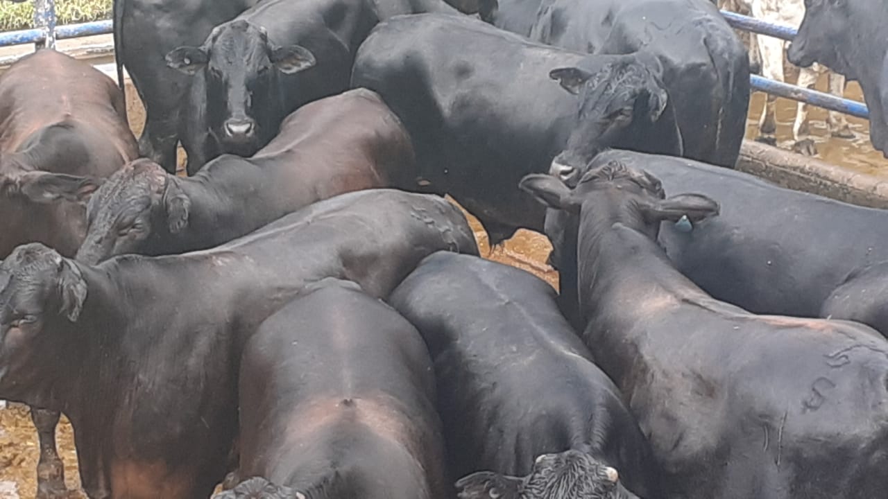 Qualidade desde o berço: boiada Angus capona de 21,3@ e os lotes de 09/03/21