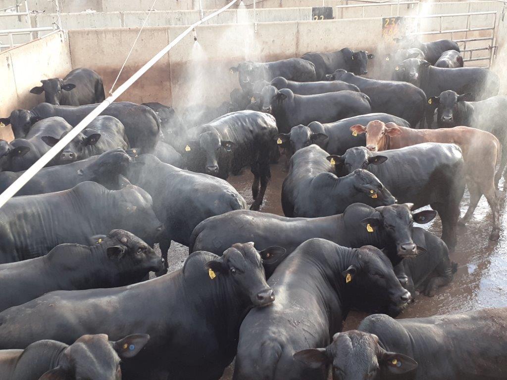 Em Mato Grosso, boiada cruzada impressiona pelo peso médio de 22@