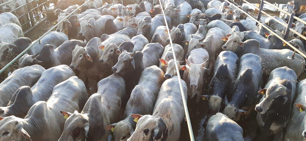 Bois tratados a pasto em MT têm ganho diário de 1,28 kg; veja lotes de 12/03/21