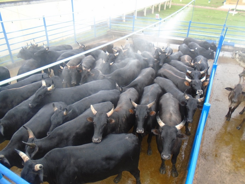 Lote de bois Wangus castrados alcança peso médio superior a 24@; veja as fotos