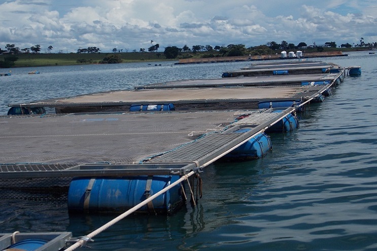 Decreto facilita uso de águas da União para aquicultura; conheça as regras