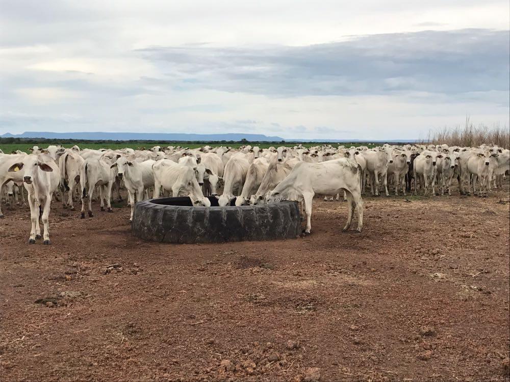 Quantos litros de água por dia consomem bezerros de 150 kg em confinamento?