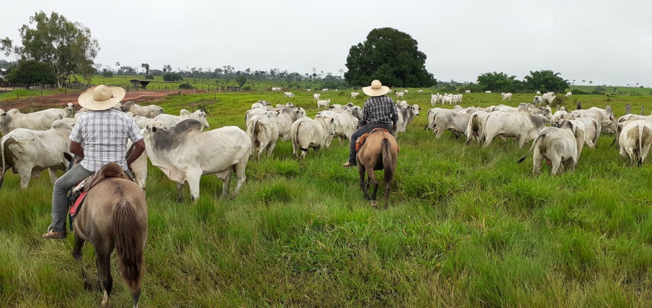 Acompanhe um dia de rodeio e embarque de gado em fazenda de Rondônia