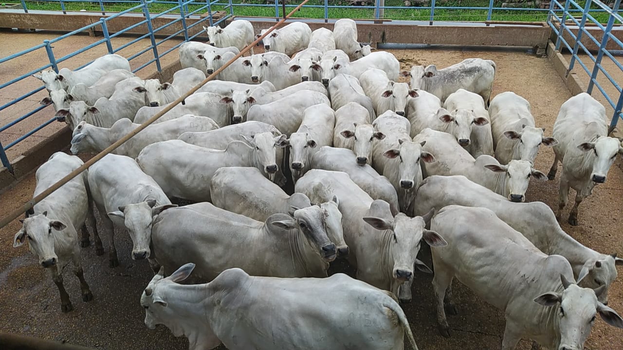 Gadão da prateleira de cima da região de Nova Xavantina é lote destaque de 31/03/2021