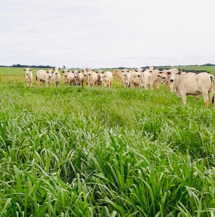 Fazenda em MT colhe 15,6@ em 130 dias de safrinha com “lavoura de carne”