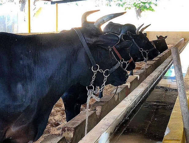 É mito ou verdade que gado Wagyu recebe massagem para melhorar a carne?