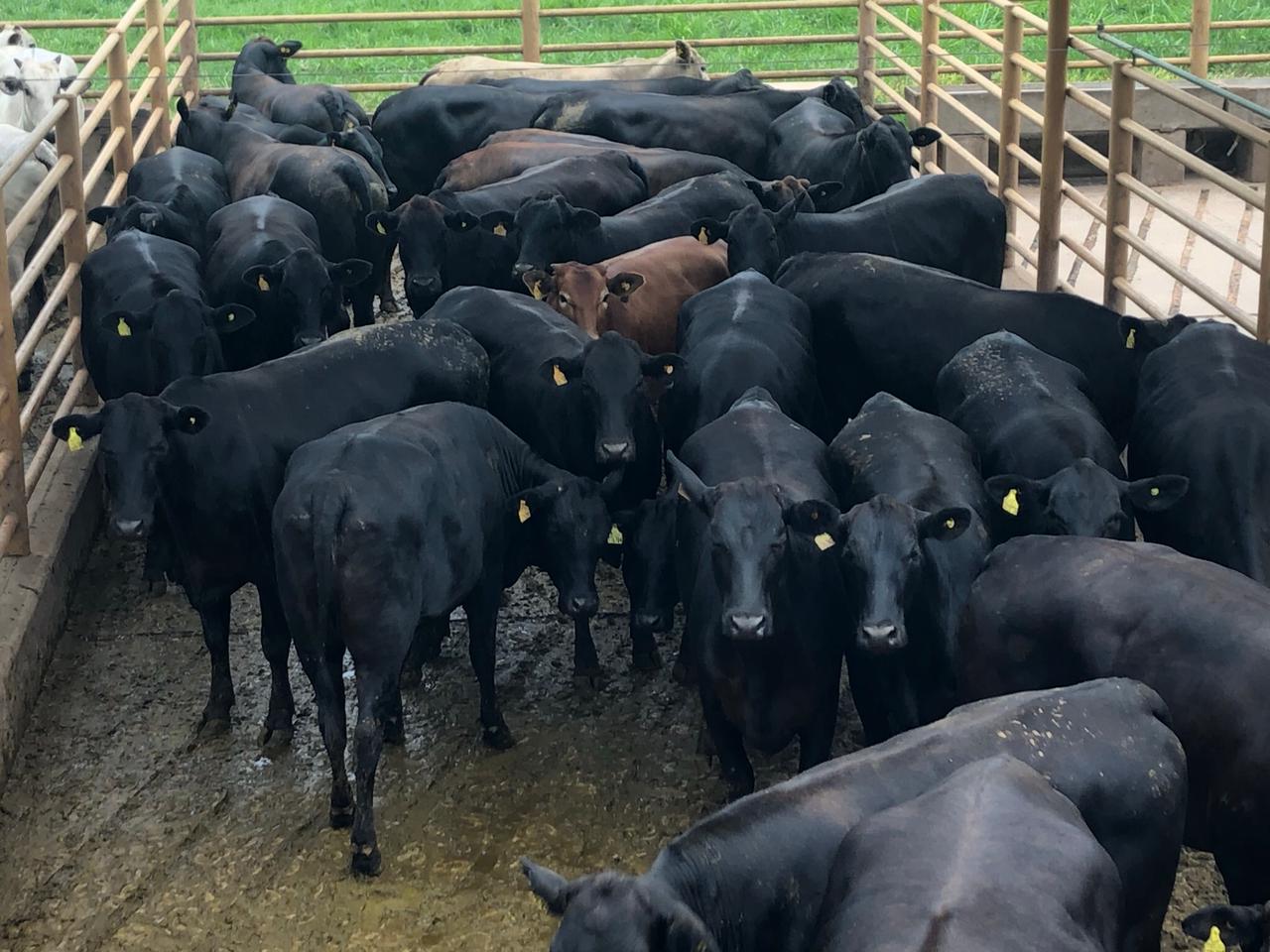 Pecuarista obtém resultado de confinamento tratando novilhas a pasto em MS; veja lotes de 23/03/21