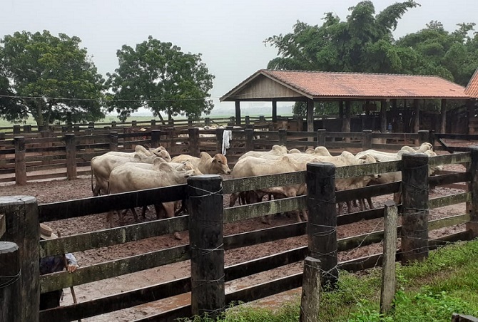 Pecuarista de RO 'mantém tradição' de castrar bois por manejo fácil e acabamento